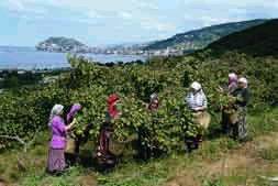 Giresun009