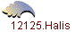 12125.Halis